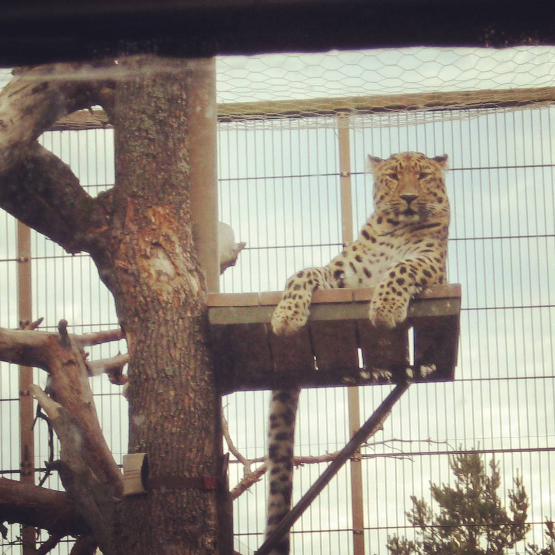 Leopardi Korkesaaressa